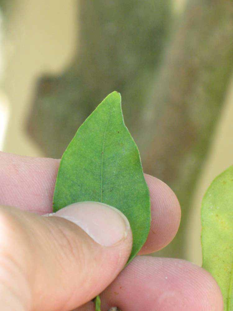              Margin (Winter Haven, FL)       